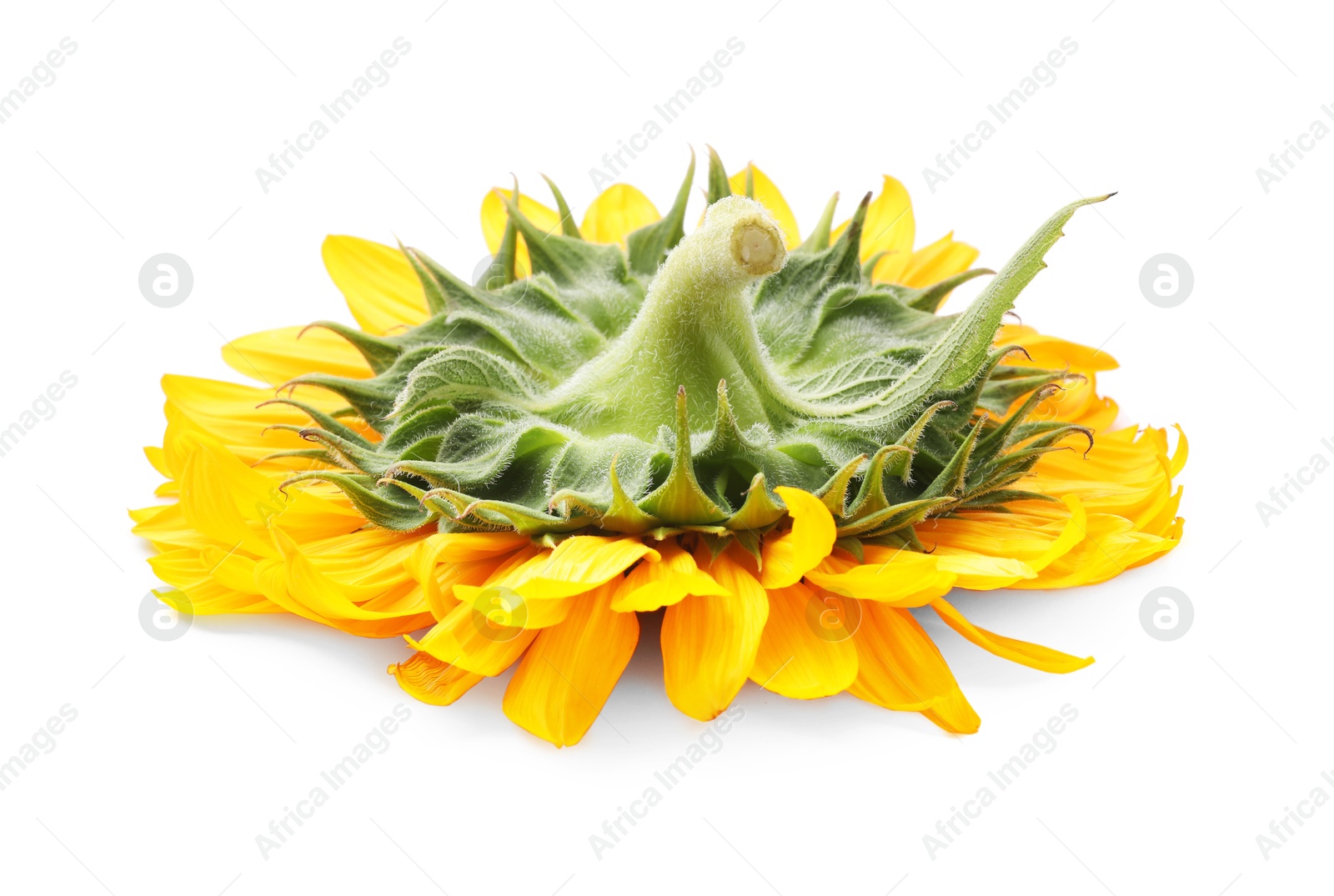 Photo of One beautiful sunflower with bright petals isolated on white