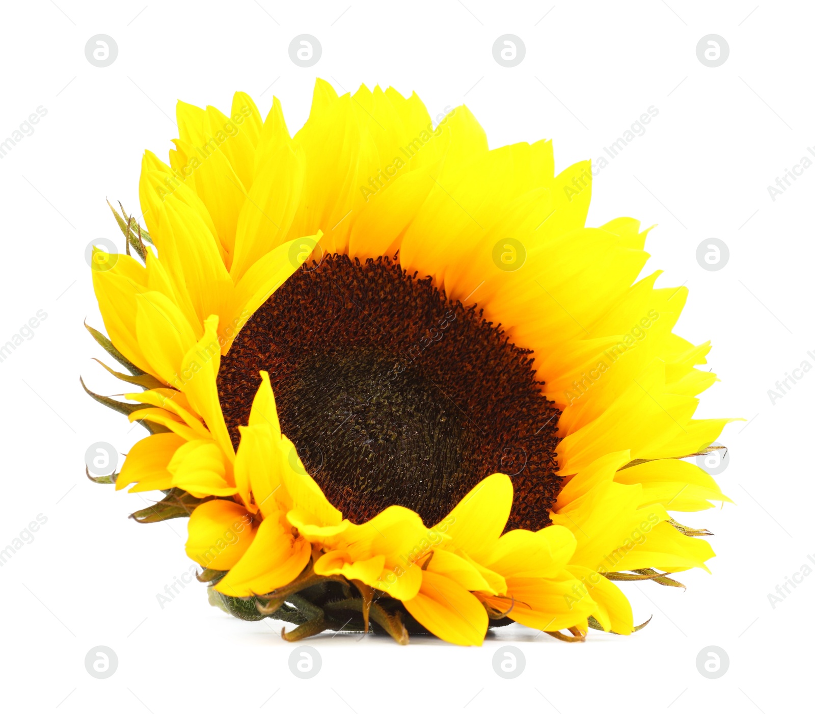 Photo of One beautiful sunflower with bright petals isolated on white