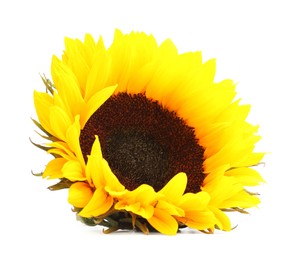 Photo of One beautiful sunflower with bright petals isolated on white