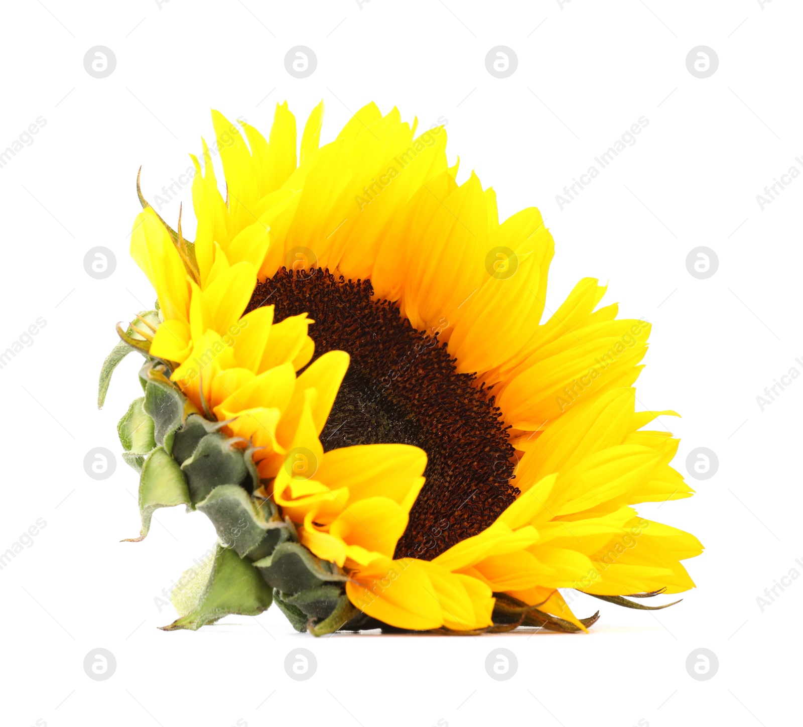 Photo of One beautiful sunflower with bright petals isolated on white