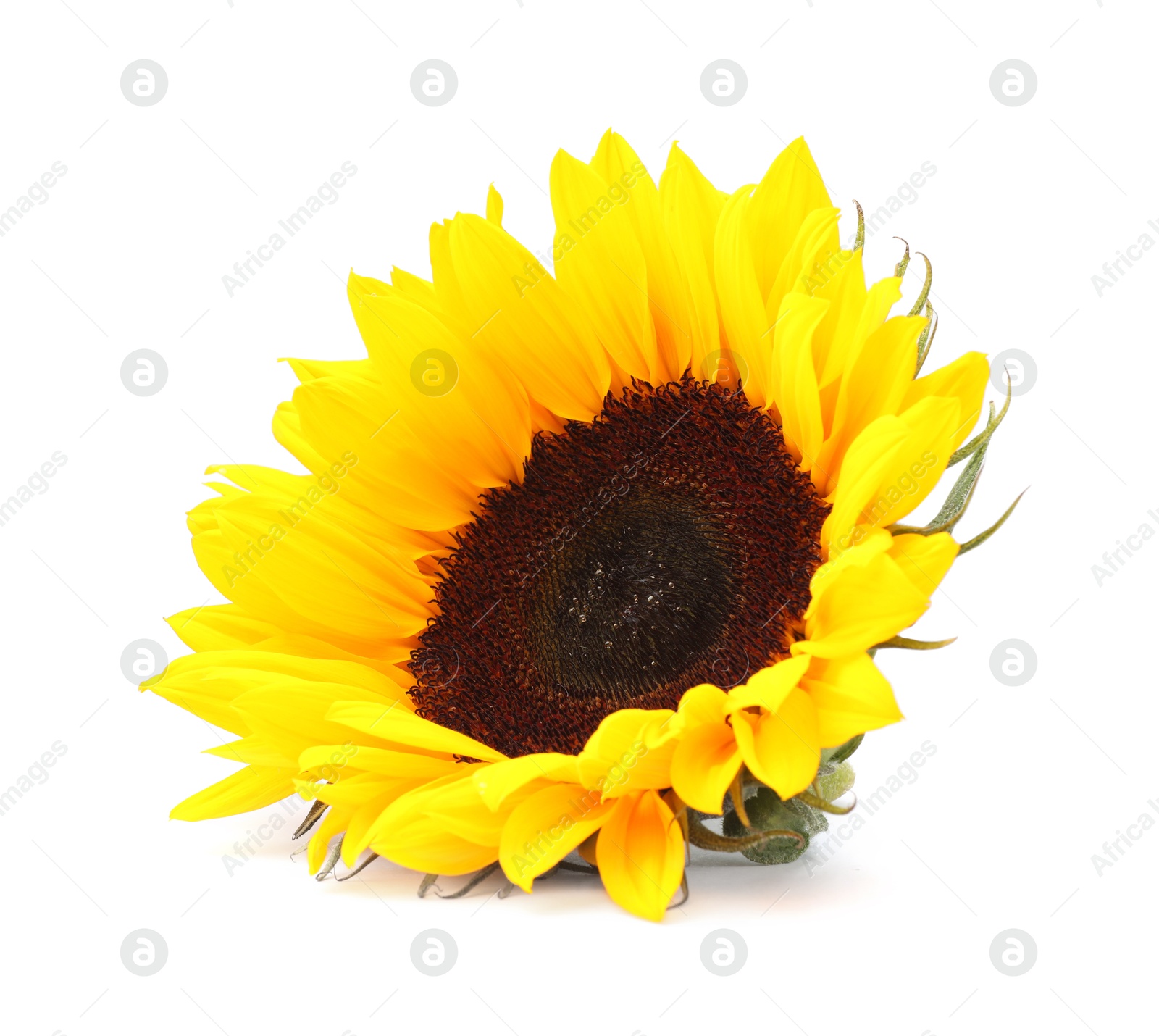 Photo of One beautiful sunflower with bright petals isolated on white