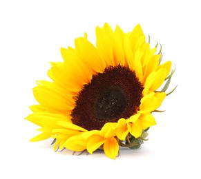 One beautiful sunflower with bright petals isolated on white