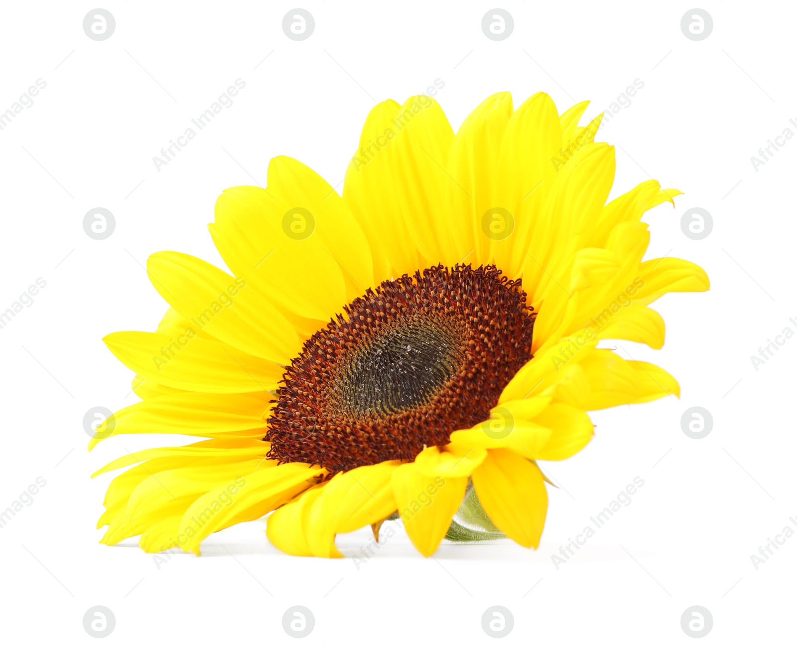 Photo of One beautiful sunflower with bright petals isolated on white