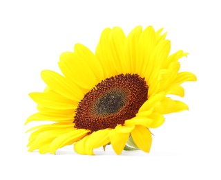 Photo of One beautiful sunflower with bright petals isolated on white