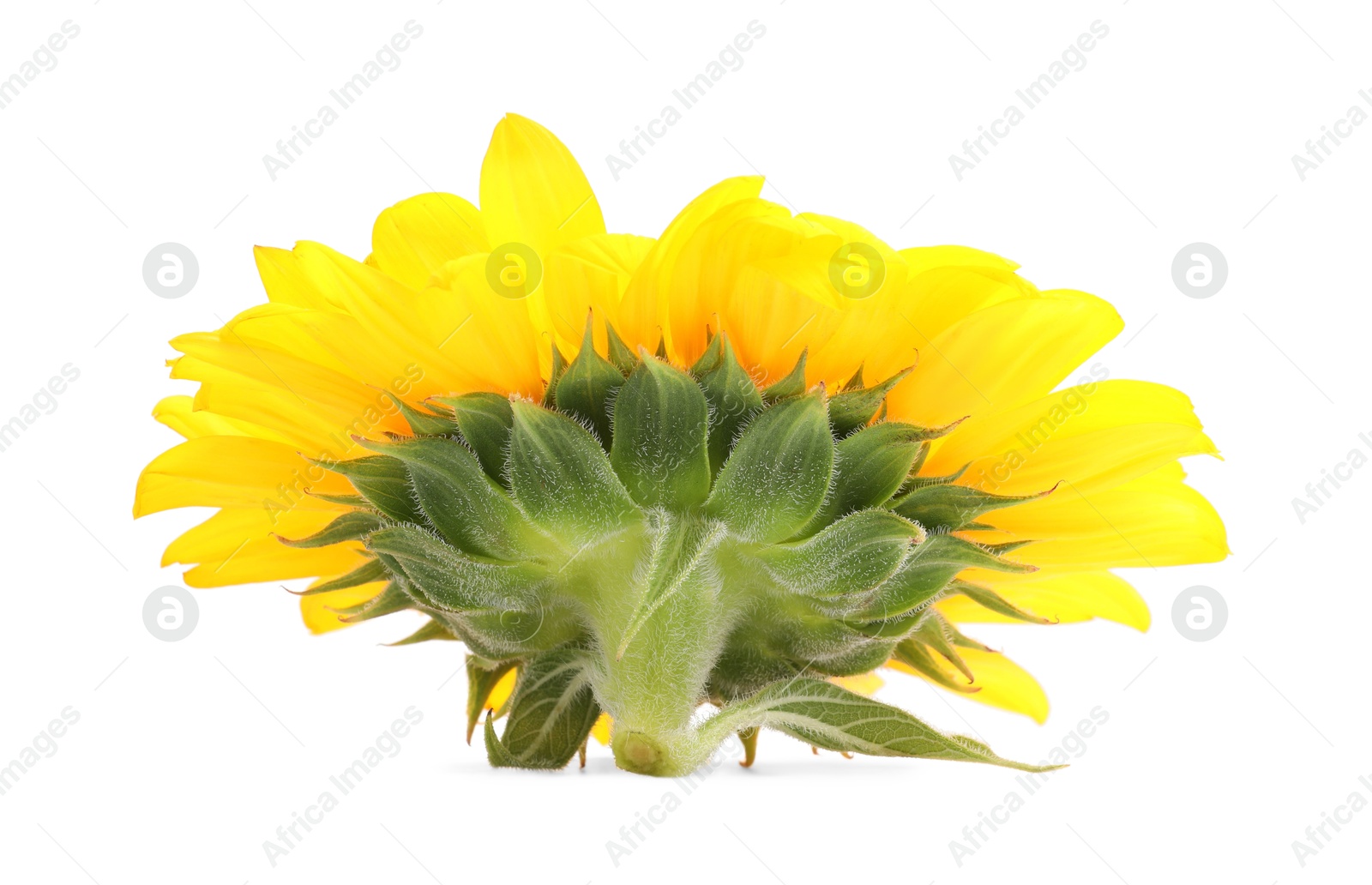 Photo of One beautiful sunflower with bright petals isolated on white