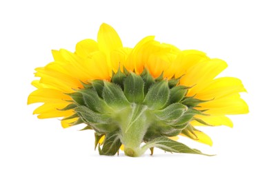 Photo of One beautiful sunflower with bright petals isolated on white