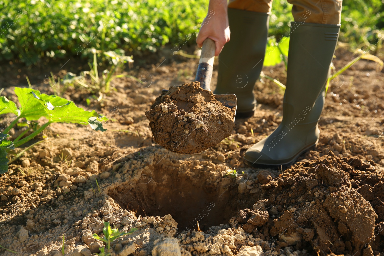 Photo of Farmer digging soil with shovel on sunny day, closeup