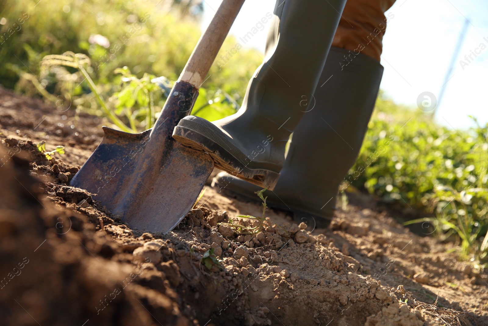 Photo of Farmer digging soil with shovel on sunny day, closeup