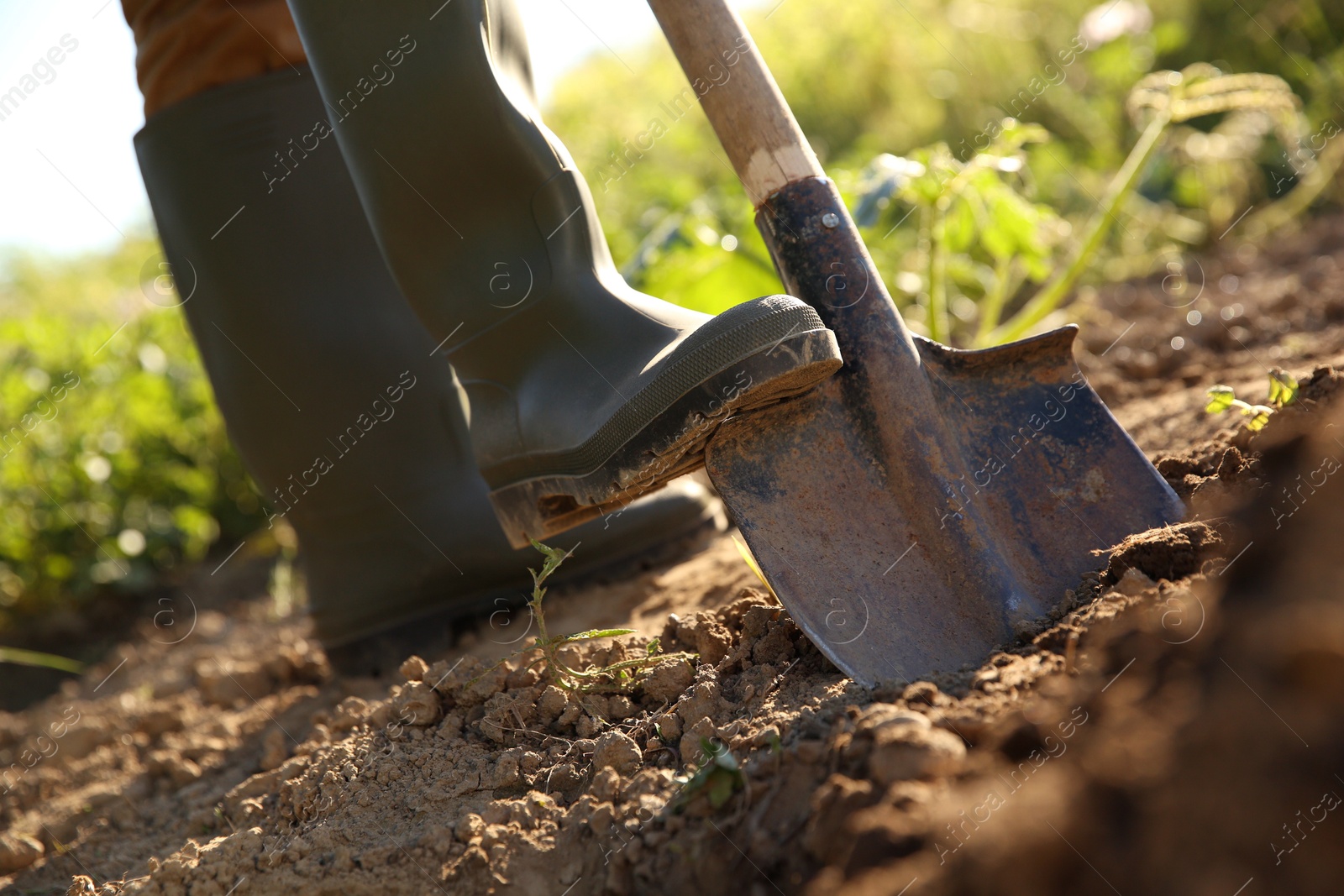 Photo of Farmer digging soil with shovel on sunny day, closeup