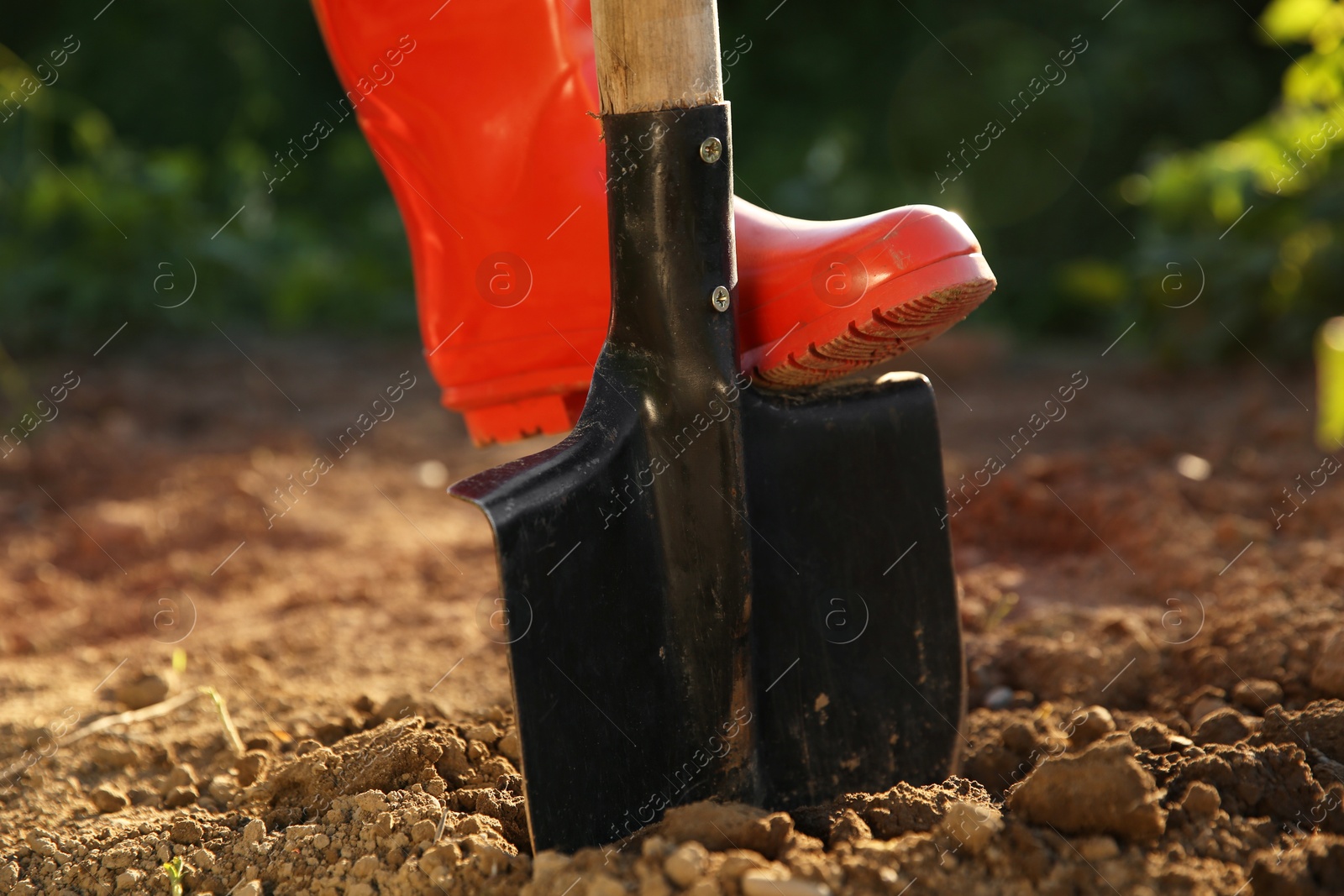 Photo of Farmer digging soil with shovel, closeup view