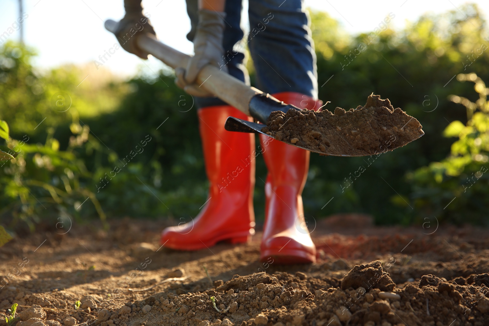 Photo of Farmer digging soil with shovel on sunny day, closeup