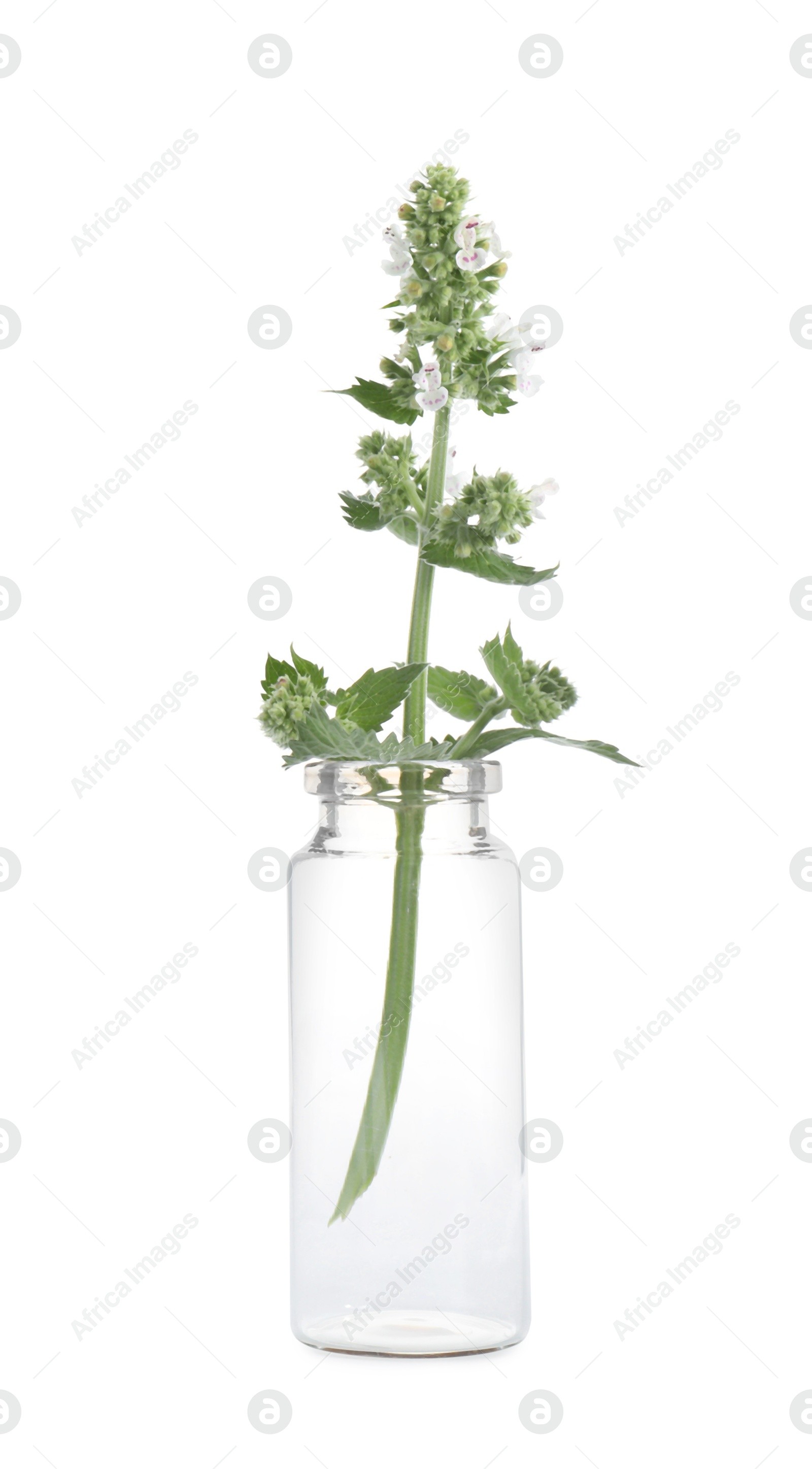 Photo of Catnip plant isolated on white. Healing herb