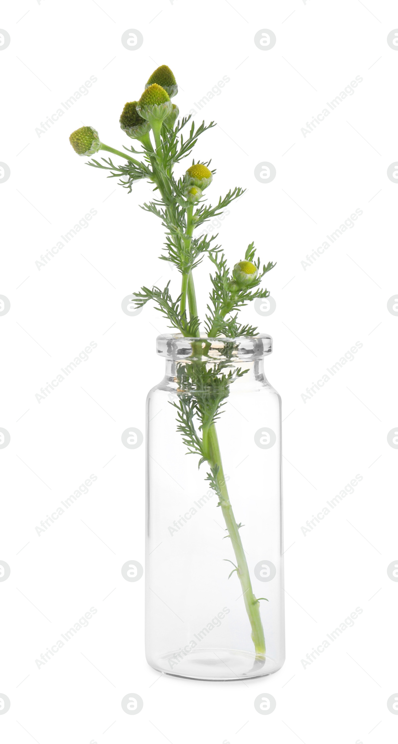 Photo of Chamomile plant isolated on white. Healing herb