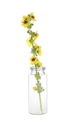 Beautiful mullein flowers in bottle isolated on white. Healing herb