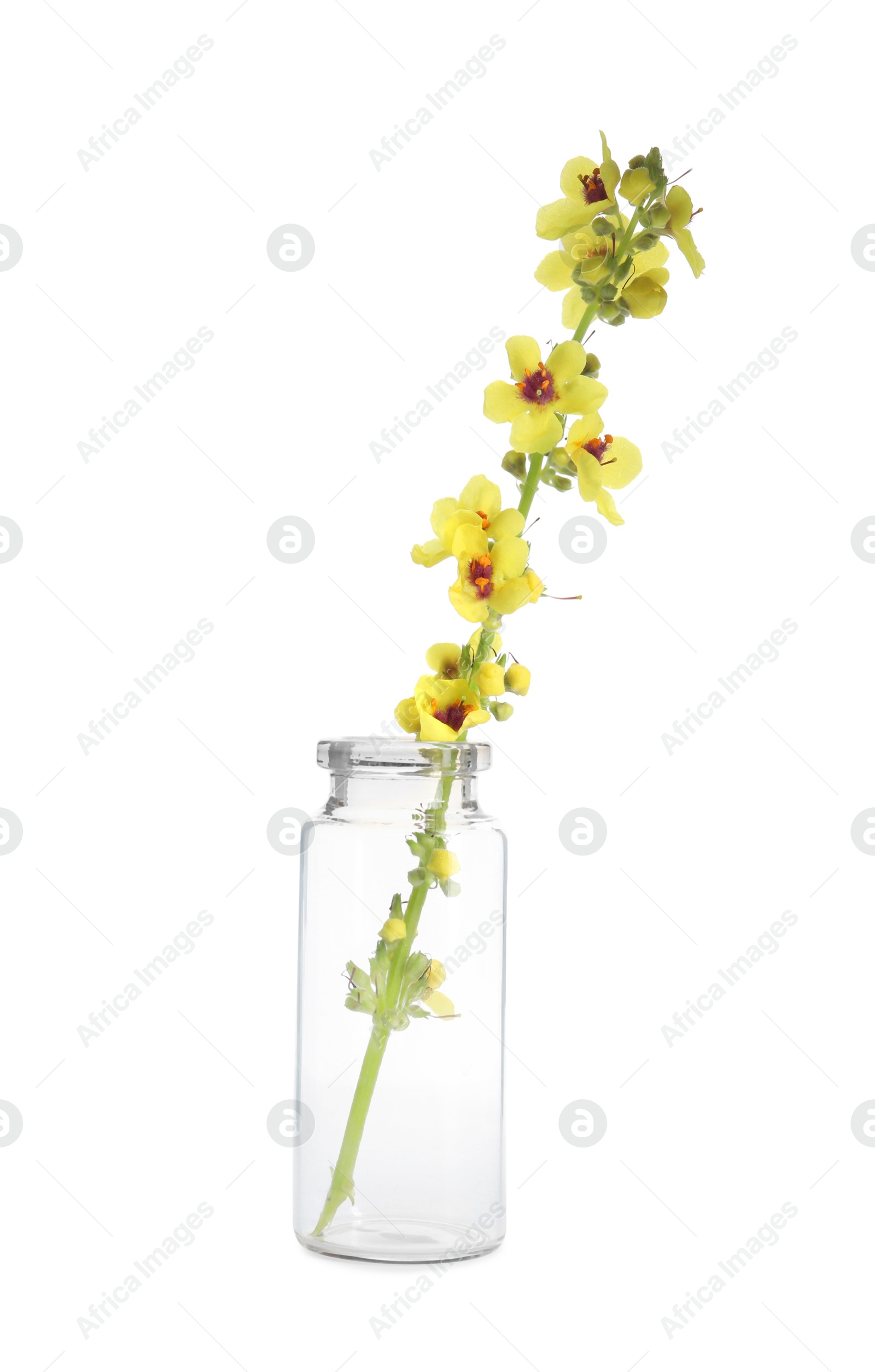 Photo of Beautiful mullein flowers in bottle isolated on white. Healing herb