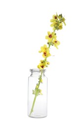 Photo of Beautiful mullein flowers in bottle isolated on white. Healing herb