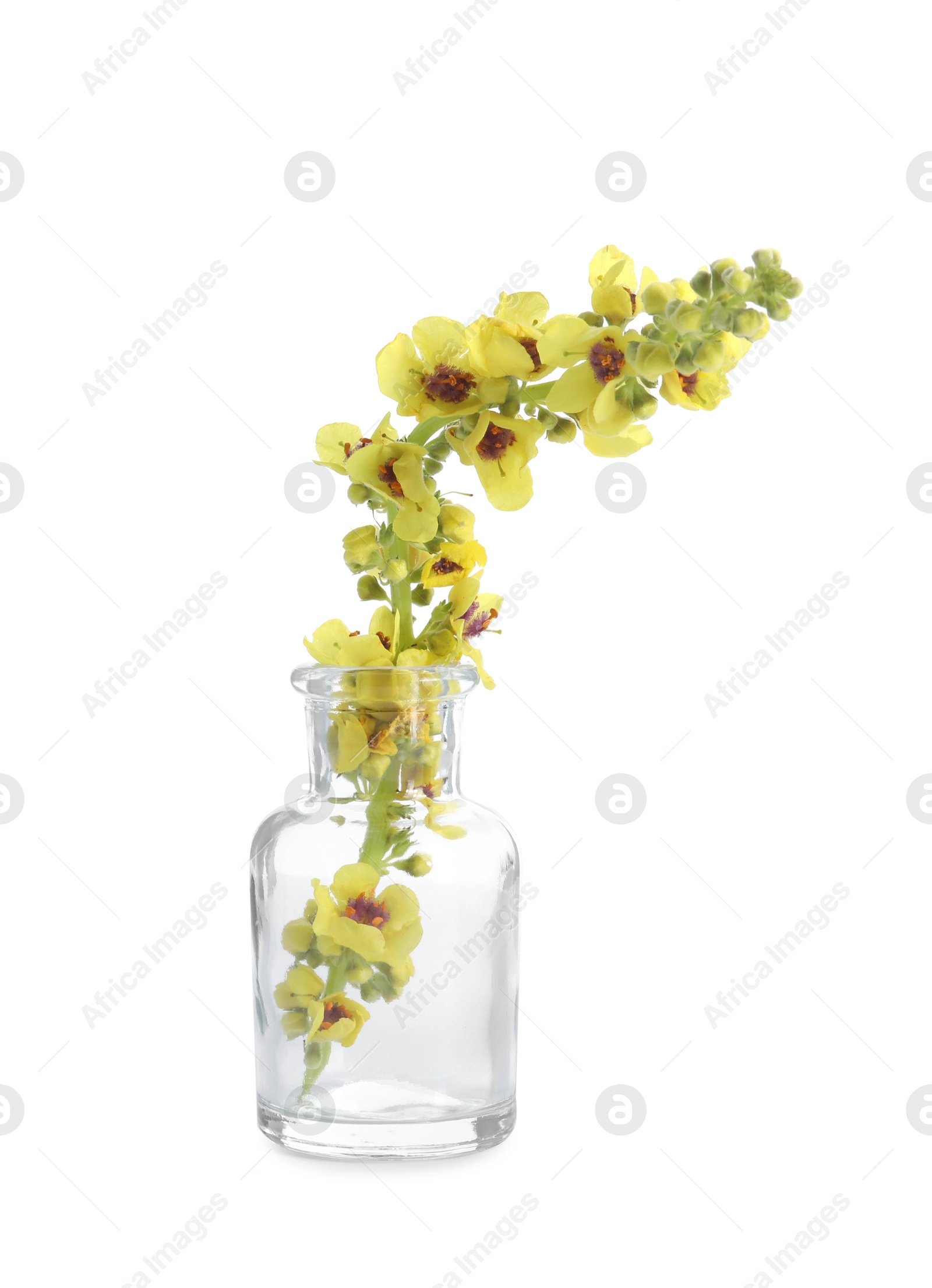 Photo of Beautiful mullein flowers in bottle isolated on white. Healing herb