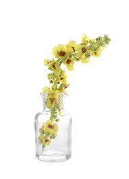 Beautiful mullein flowers in bottle isolated on white. Healing herb