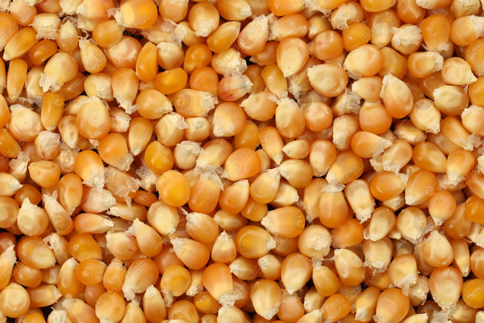 Photo of Fresh corn kernels as background, top view