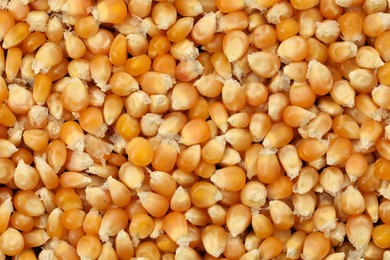 Fresh corn kernels as background, top view