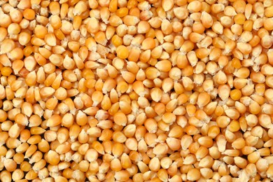 Photo of Fresh corn kernels as background, top view