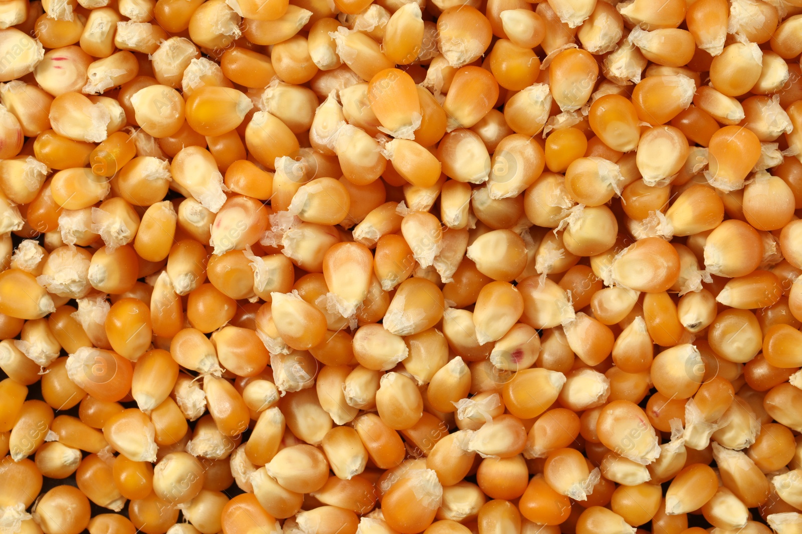 Photo of Fresh corn kernels as background, top view