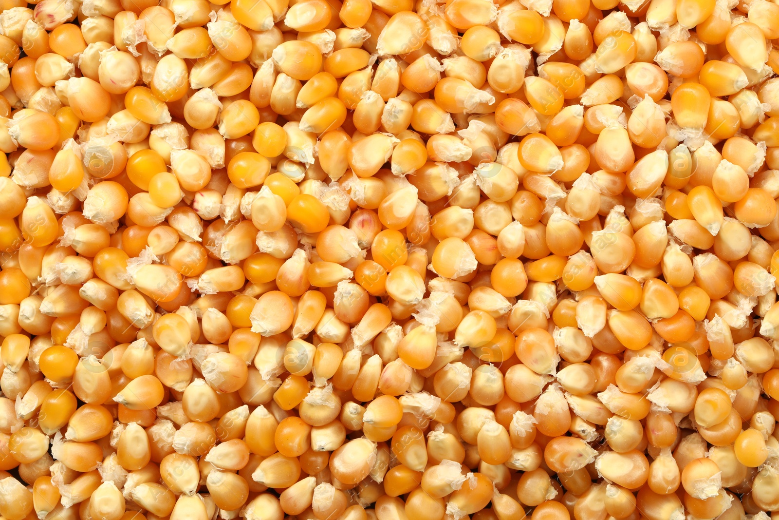 Photo of Fresh corn kernels as background, top view