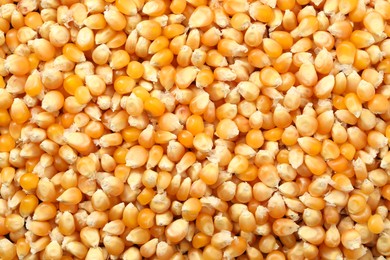 Photo of Fresh corn kernels as background, top view