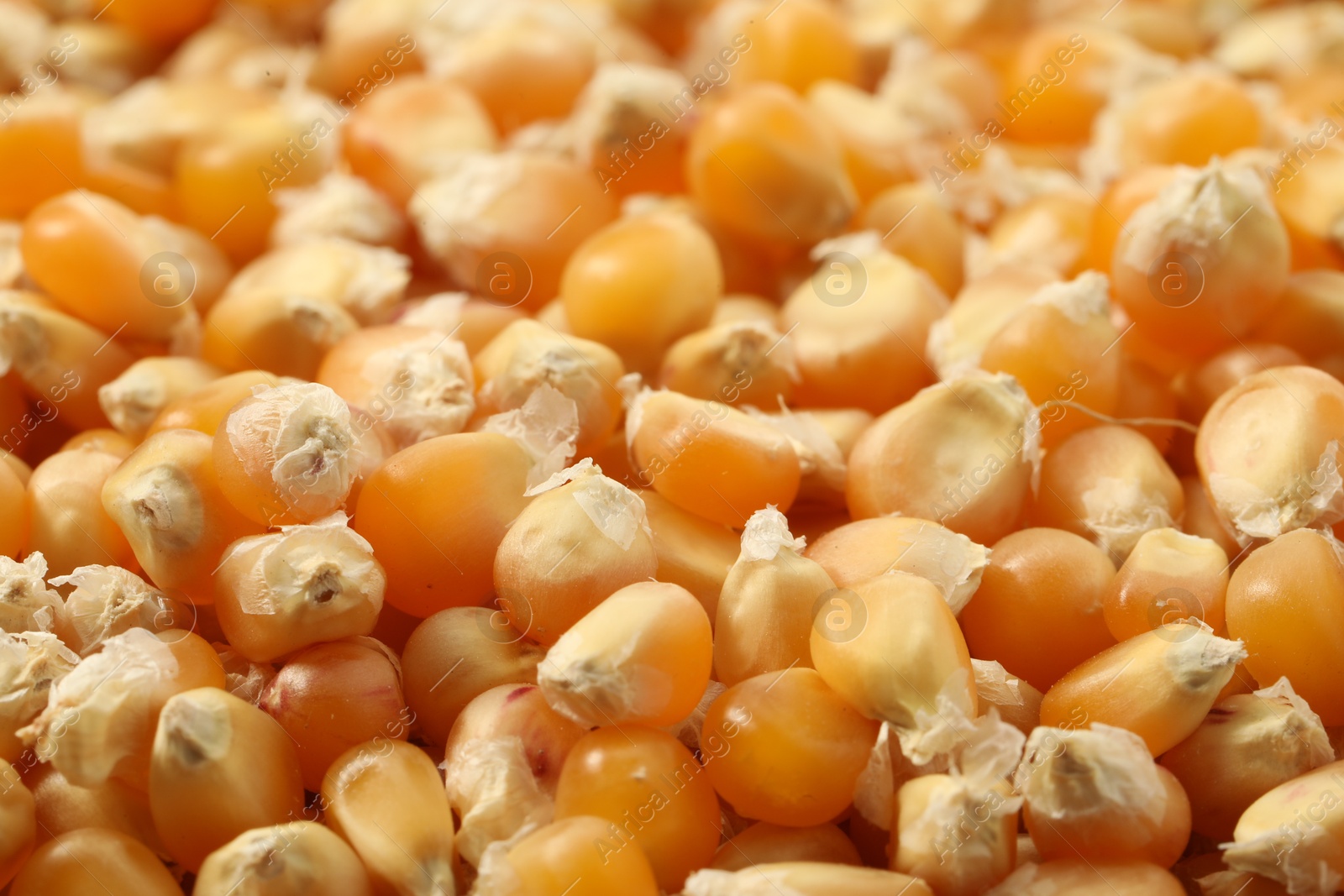 Photo of Fresh corn kernels as background, closeup view