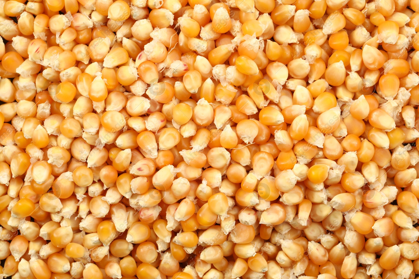 Photo of Fresh corn kernels as background, top view