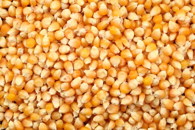 Photo of Fresh corn kernels as background, top view