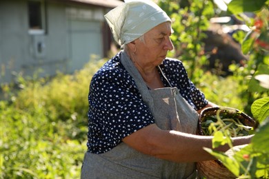 Photo of Senior farmer picking fresh pea pods outdoors