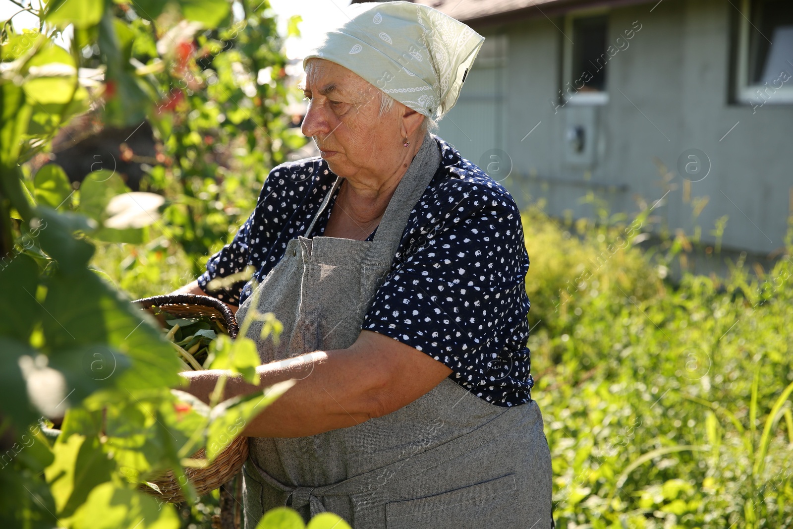 Photo of Senior farmer picking fresh pea pods outdoors