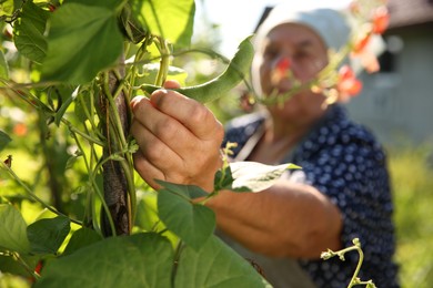 Photo of Senior farmer picking fresh pea pods outdoors, selective focus