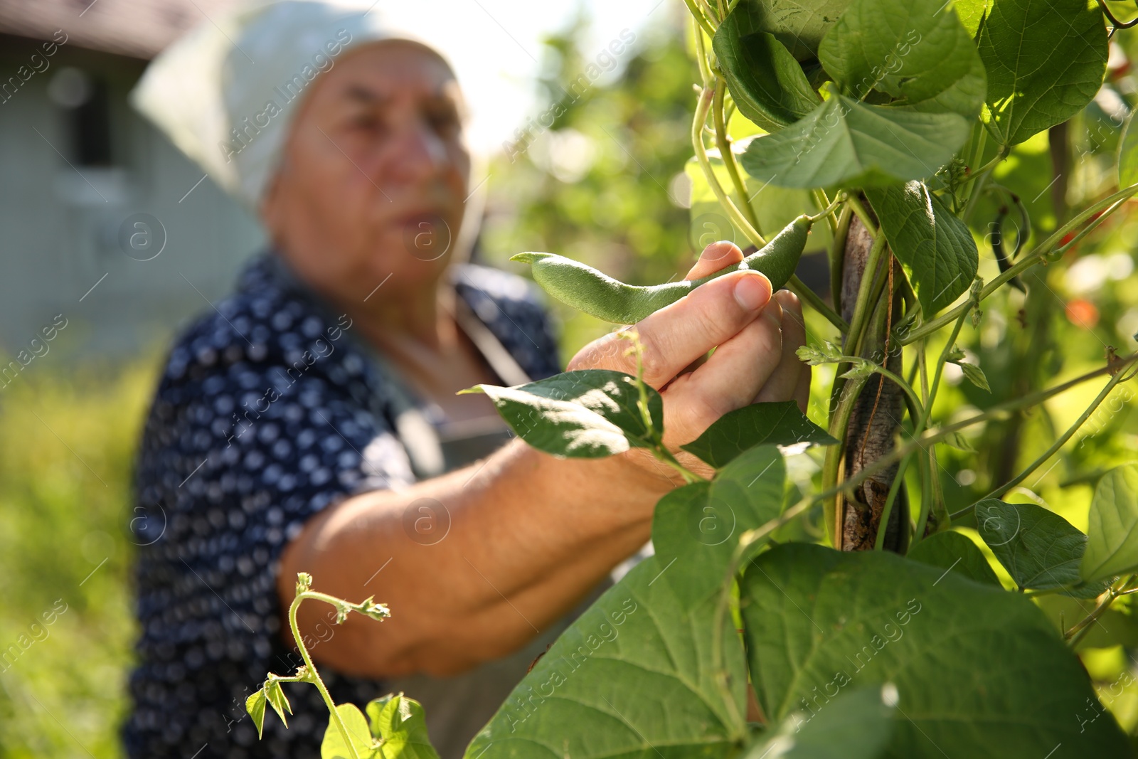 Photo of Senior farmer picking fresh pea pods outdoors, selective focus