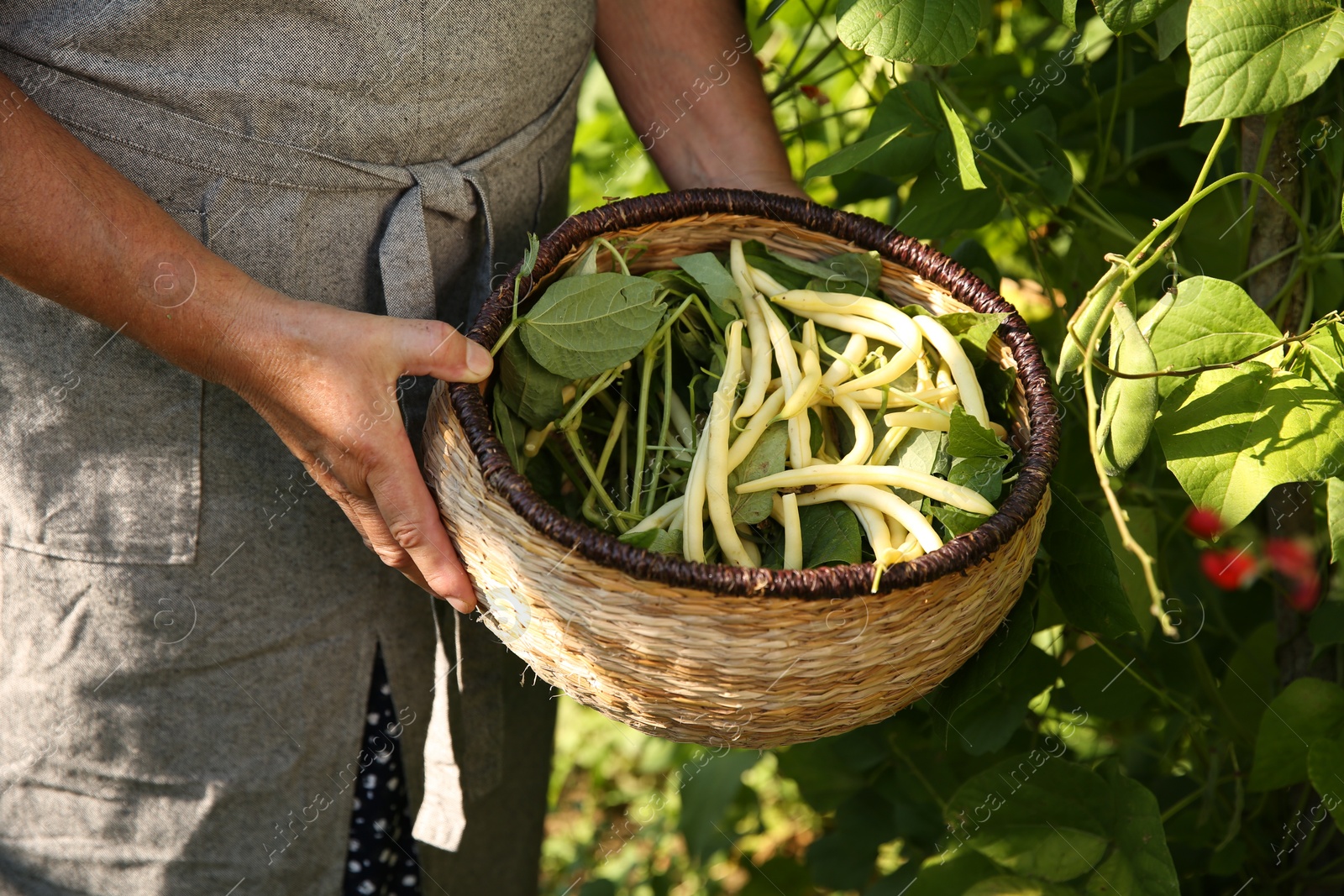 Photo of Senior farmer picking fresh pea pods outdoors, closeup