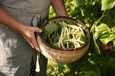 Senior farmer picking fresh pea pods outdoors, closeup