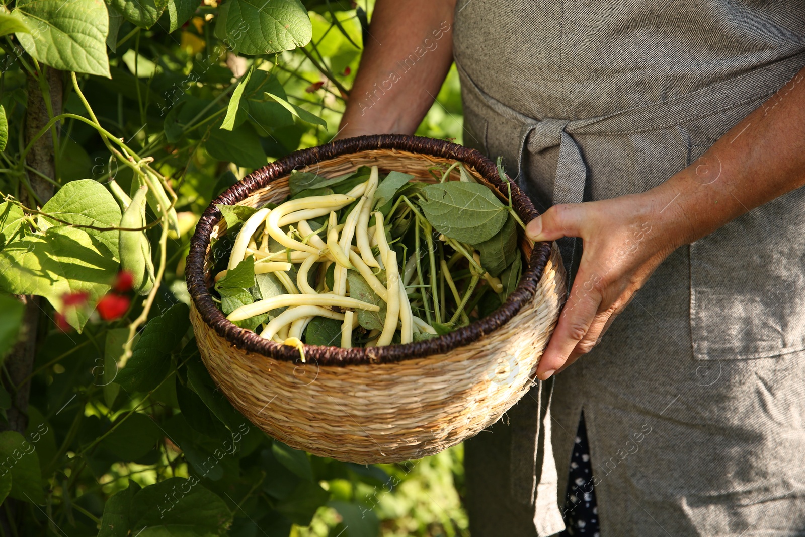 Photo of Senior farmer picking fresh pea pods outdoors, closeup