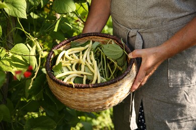 Senior farmer picking fresh pea pods outdoors, closeup