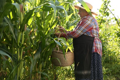 Photo of Senior farmer picking fresh ripe corn outdoors