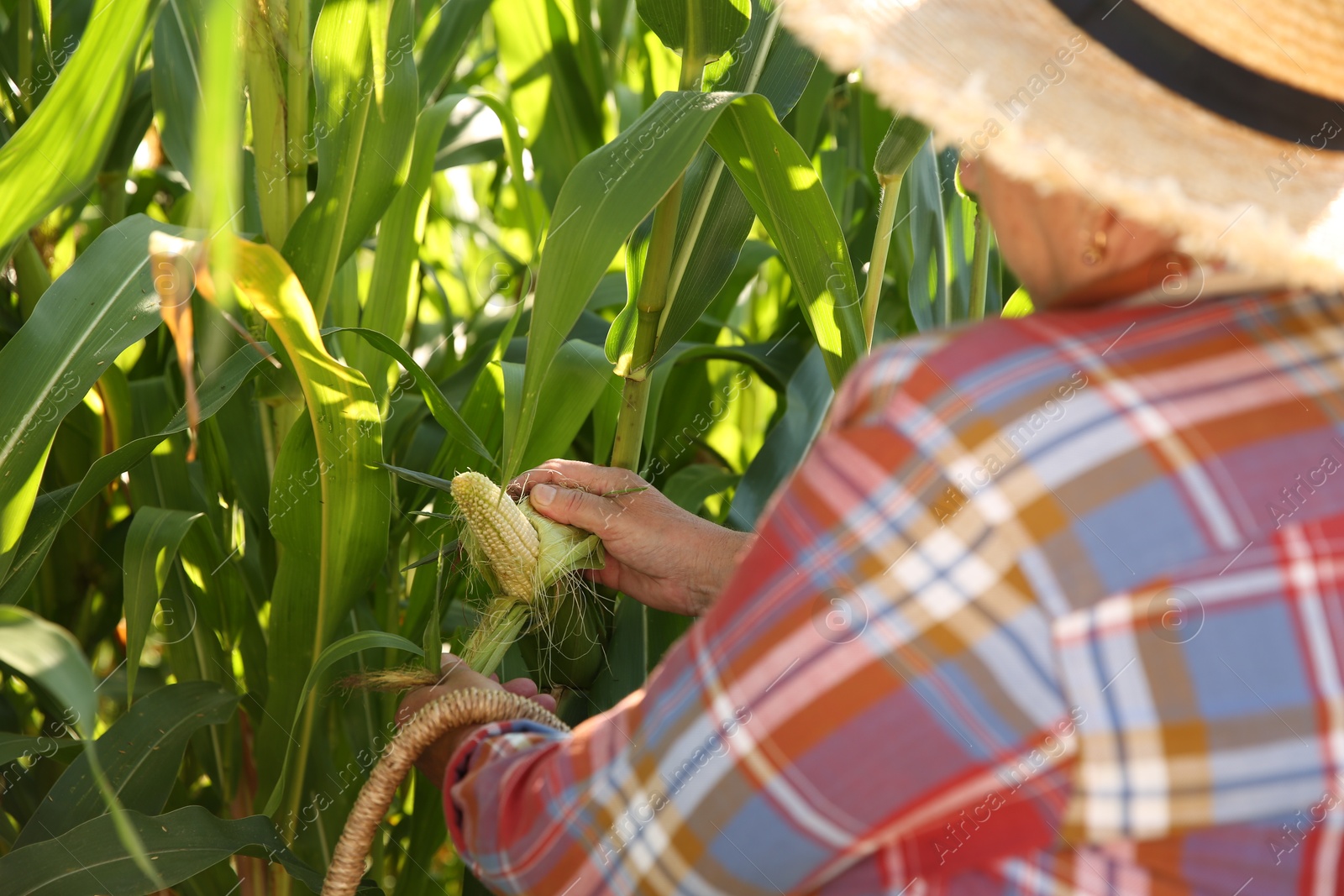 Photo of Senior farmer picking fresh ripe corn outdoors, closeup