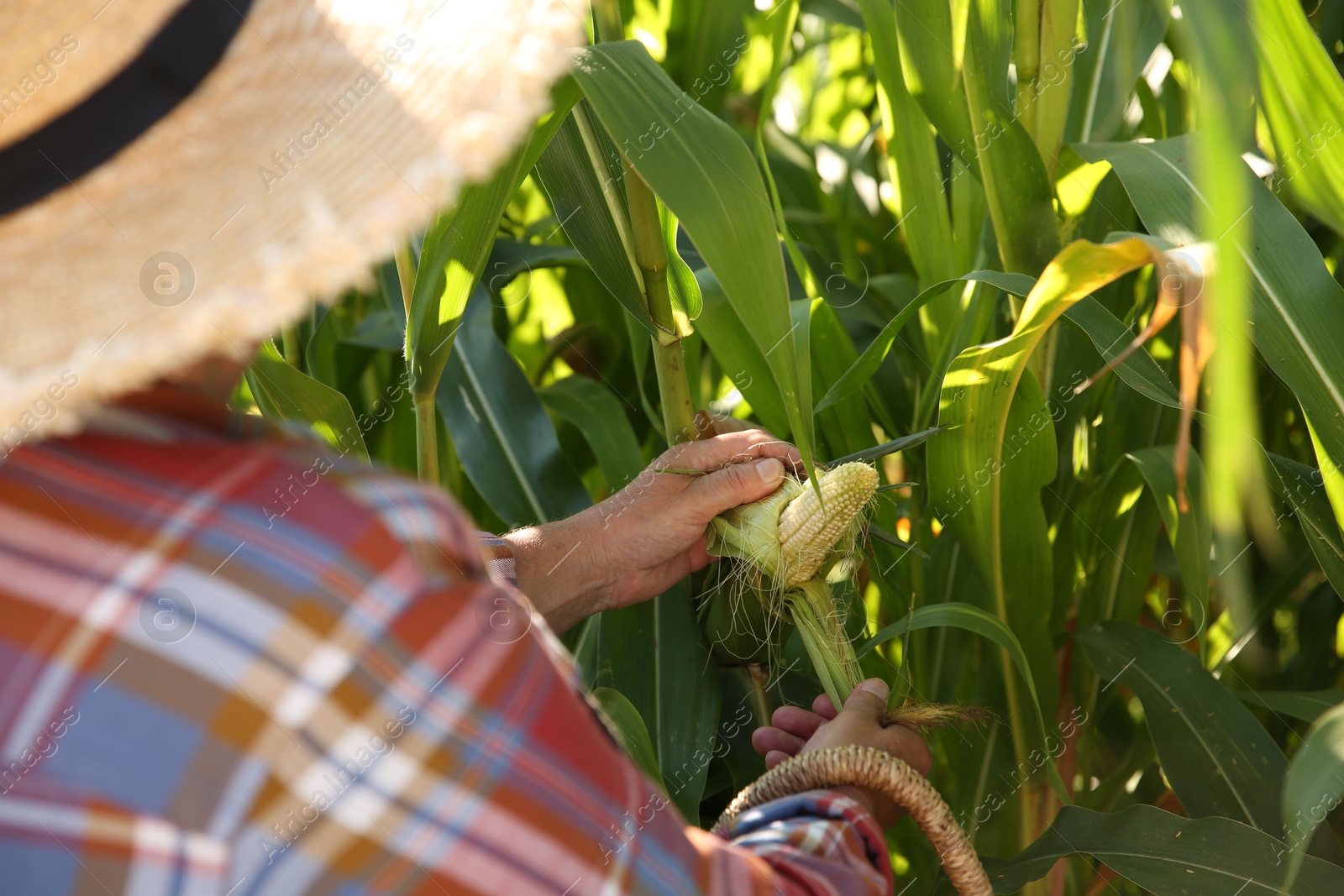 Photo of Senior farmer picking fresh ripe corn outdoors, closeup