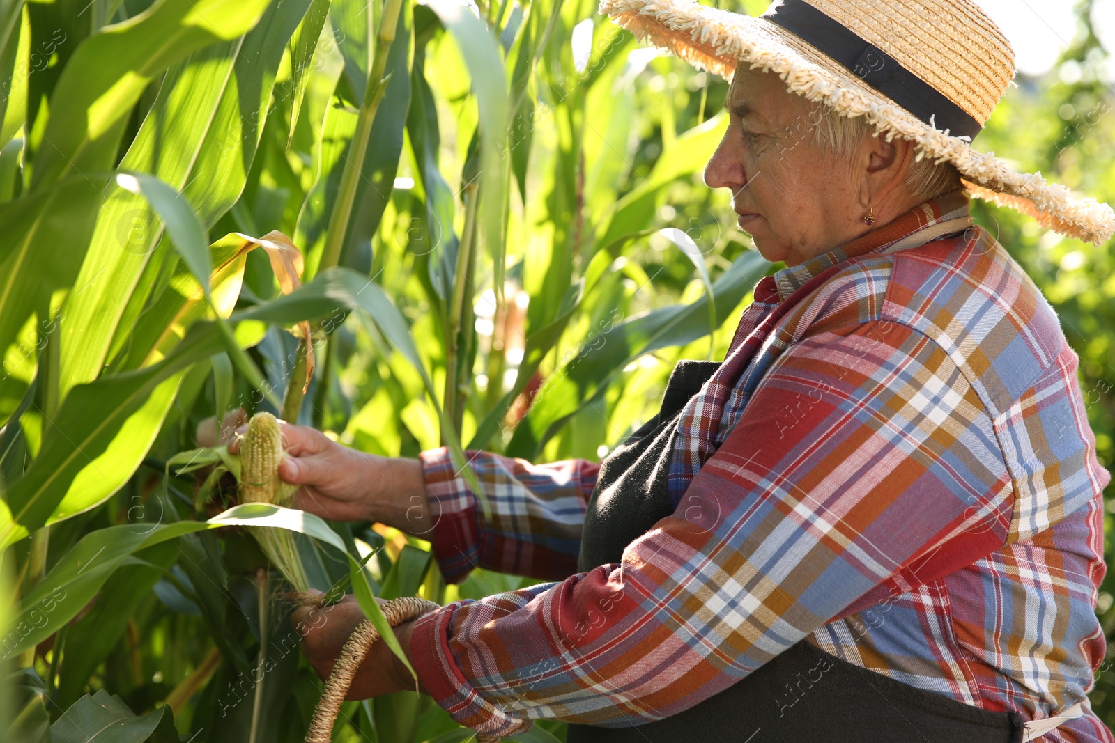 Photo of Senior farmer picking fresh ripe corn outdoors