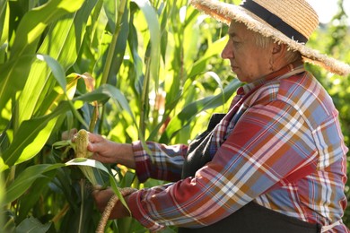 Photo of Senior farmer picking fresh ripe corn outdoors