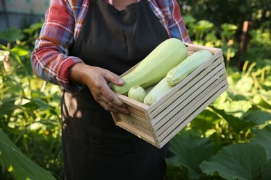 Photo of Senior farmer holding wooden crate with zucchinis outdoors, closeup