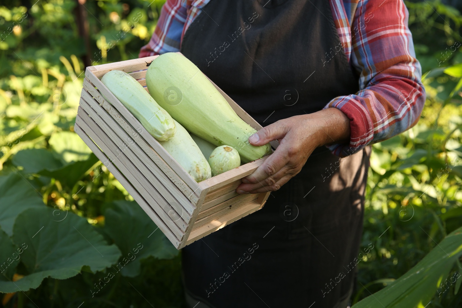 Photo of Senior farmer holding wooden crate with zucchinis outdoors, closeup