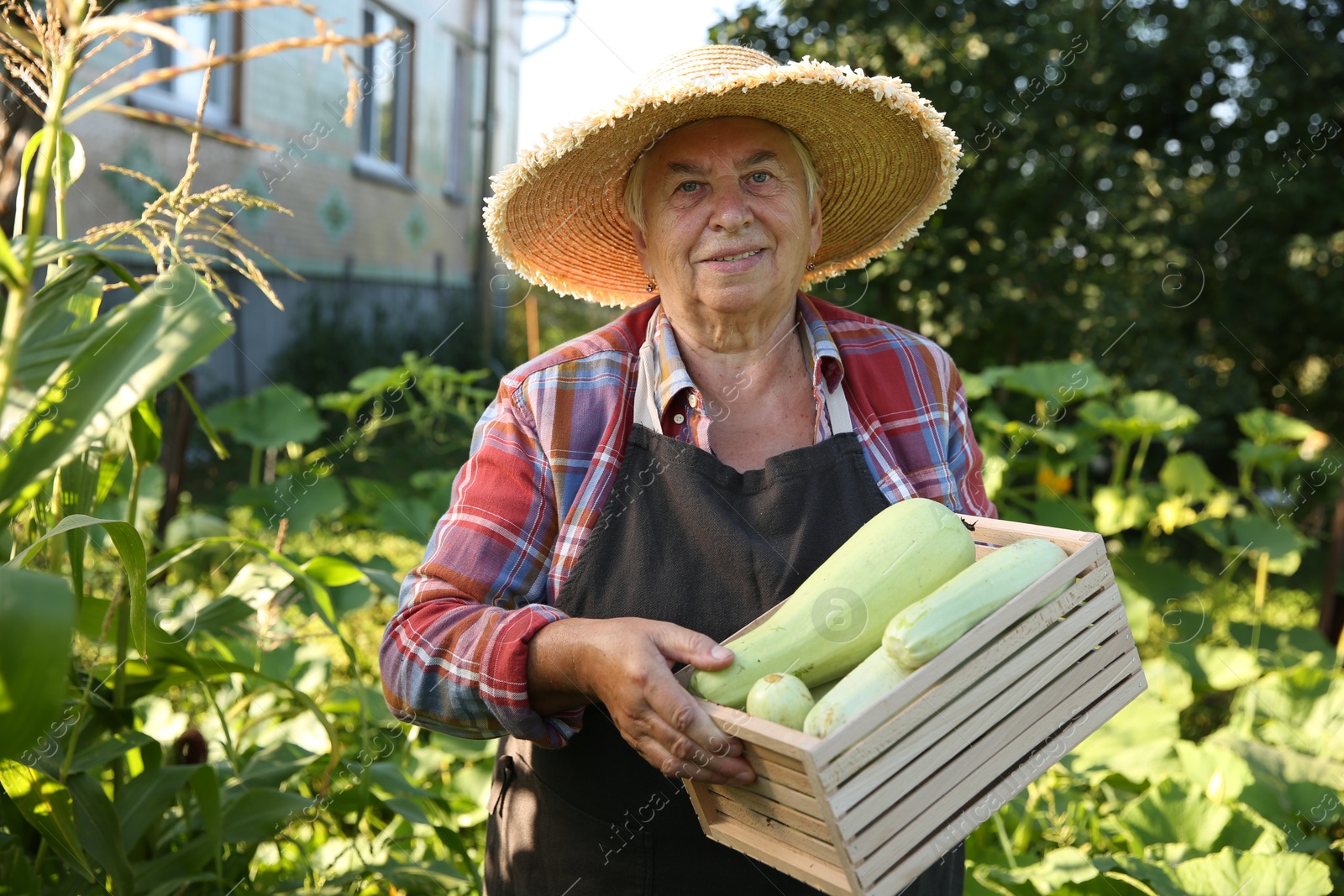 Photo of Senior farmer holding wooden crate with zucchinis outdoors