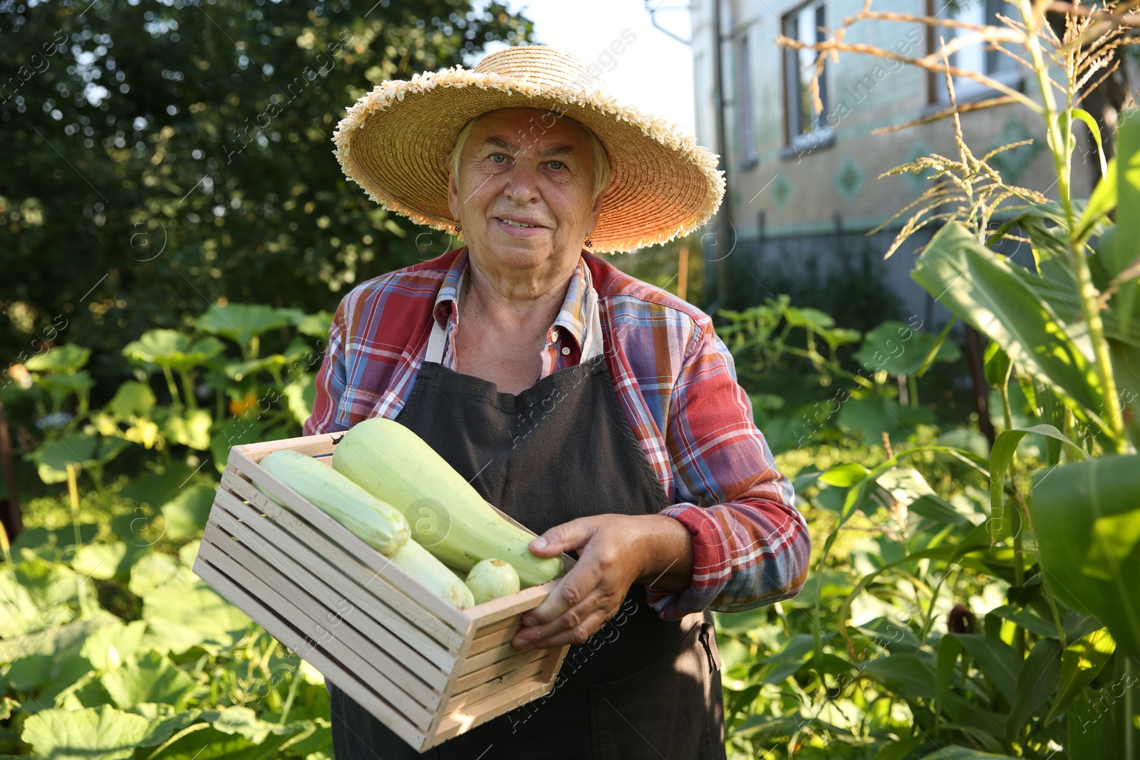 Photo of Senior farmer holding wooden crate with zucchinis outdoors