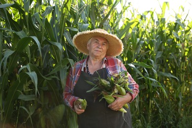 Senior farmer picking fresh ripe corn outdoors