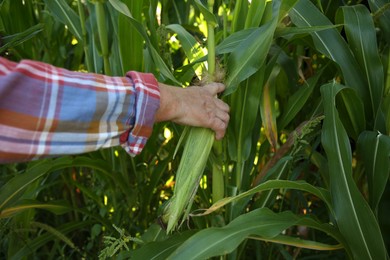 Photo of Senior farmer picking fresh ripe corn outdoors, closeup